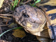La població de tortugues mediterrànies de l’Albera mostra signes de recuperació