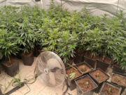 Dos detinguts a Lloret de Mar per tenir 350 plantes de marihuana i 64.500 euros en efectiu en dos domicilis
