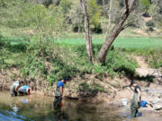 El Consorci de l’Estany participa en el seguiment de poblacions de nàiades al Fluvià i localitzen 130 exemplars