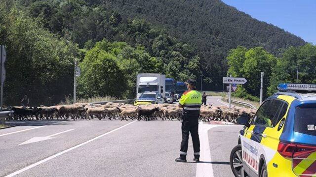 Imatge del trasllat de 1500 ovelles amb afectació a la C-26 a Ripoll (Mossos)